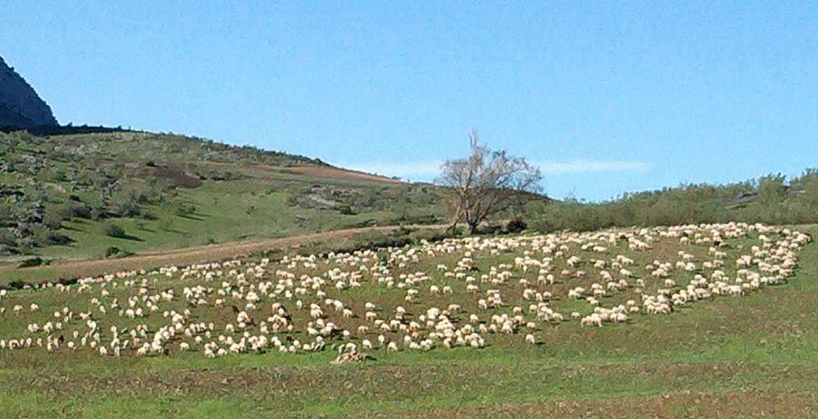 Ovejas, por Salvador Rivas